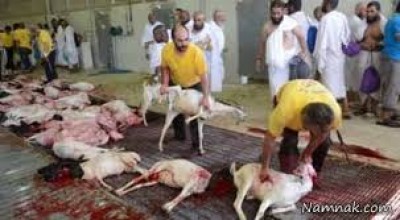 انجام  200 قربانی و عقیقه