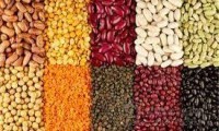 خوراک-حبوبات